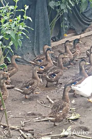 Утки подсадные для охоты