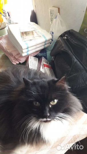 Кошки в добрые руки