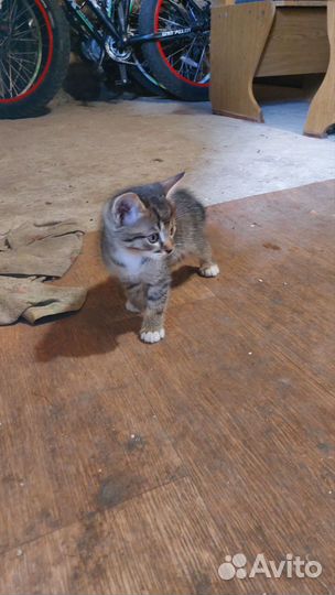 Котёнок