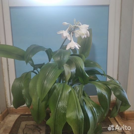 Эухарис амазонская лилия