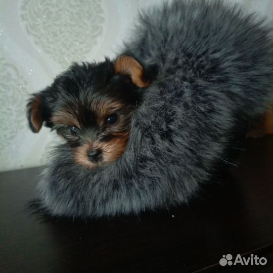 Йоркширский терьер