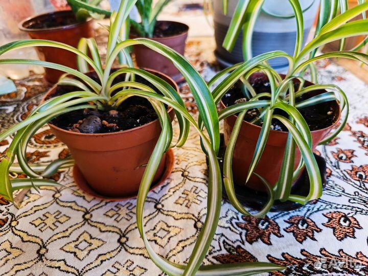 Хлорофитум кудрявый