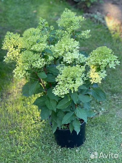 Гортензия метельчатая Royal Flower/Роял Фловер