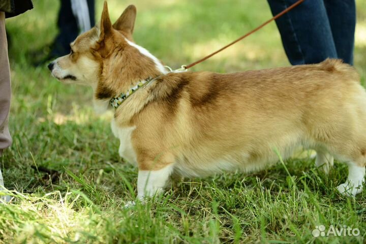 Вельш-корги пемброк Вязка