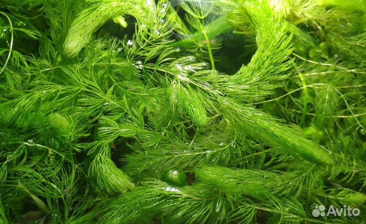 Аквариумное растение Роголистник