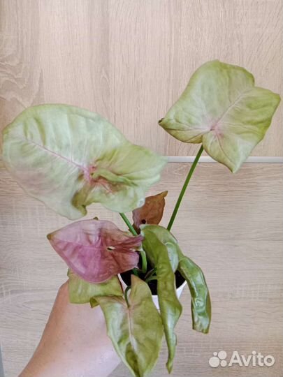 Сингониум Неон робуста, Милк конфетти