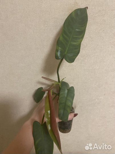 Филодендрон santa Леопальдина