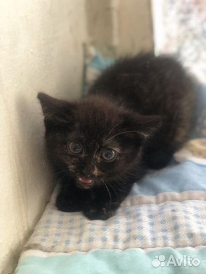 Кроха Шипучка ишет дом