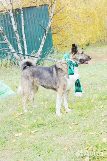 Собака ишет дом