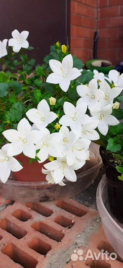 Кампанула невеста и жених