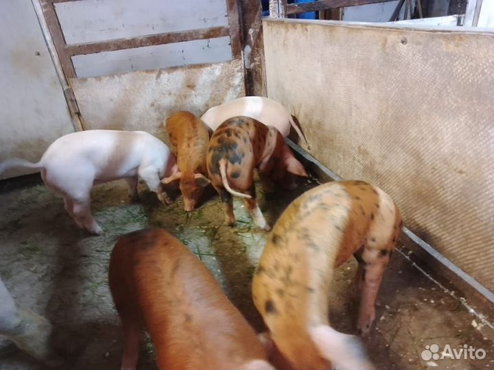 Продам поросят