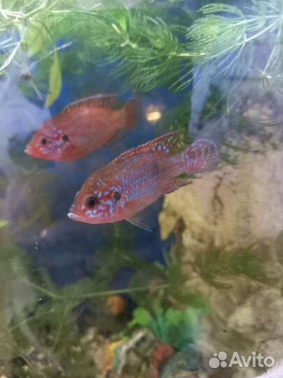 Аквариумные растения, рыбки, креветки, аквариумы