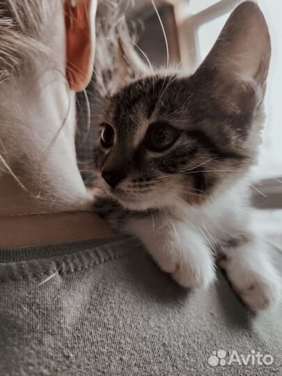 Котёнок девочка 2 месяца ручная