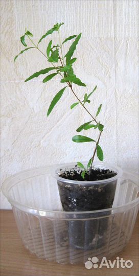 Мирт. Гранат