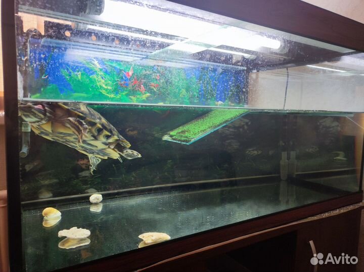 Красноухая черепаха с аквариумом