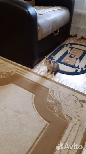 Котеночка отдаём