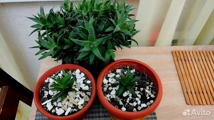 Комнатные Домашние Растения