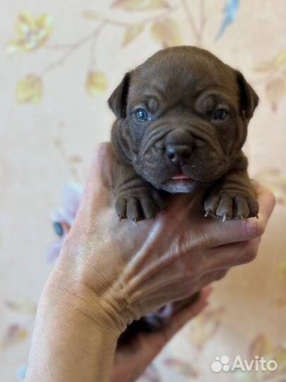 Американский булли покет экзот