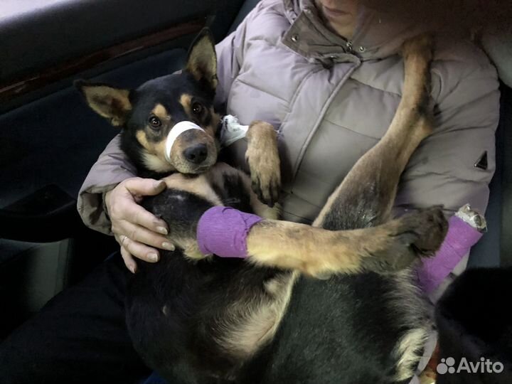 Пёс с тяжелой судьбой ищет добрых хозяев