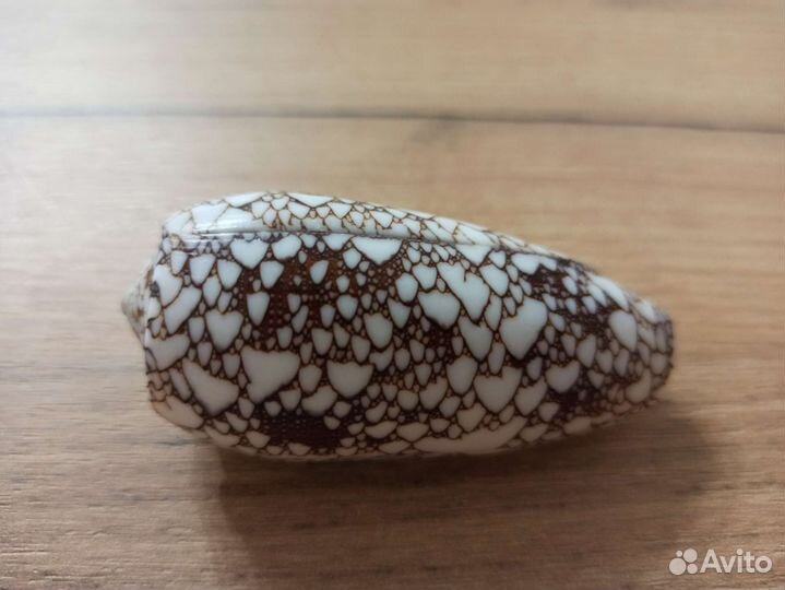 Морская раковина