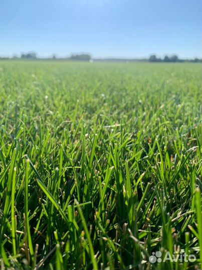 Рулонный газон мятлик