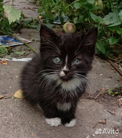 Котята мышеловы