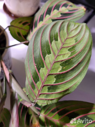 Маранта триколор