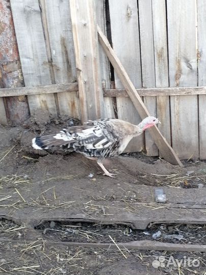 Домашняя птица-индюк