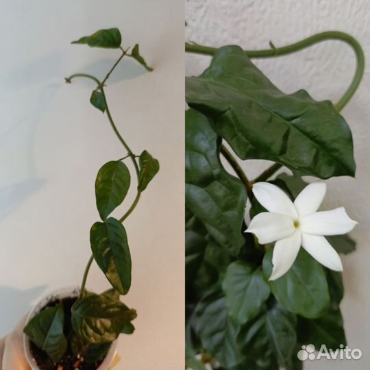 Гибискус гарденьери, китайский фонарик