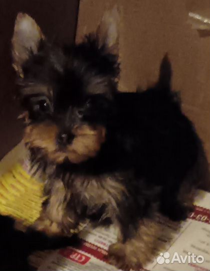 Йоркширский терьер