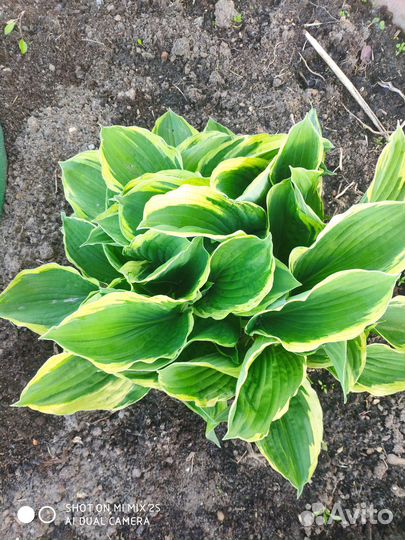 Гвоздика многолетняя, Ясколка, Хоста