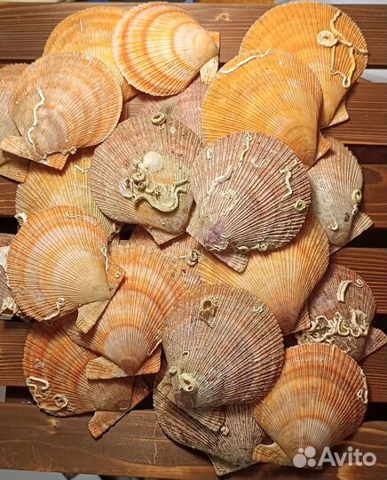 Ракушки морского беспарного гребешка