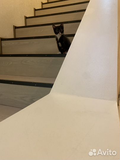 Котята в добрые руки даром 2 мес. Девочки