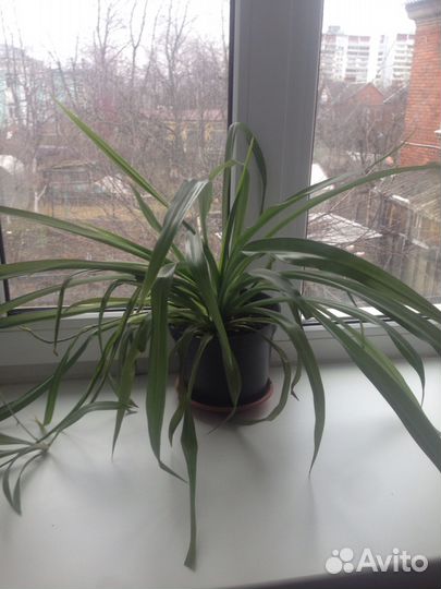 Толстянка, хлорофитум