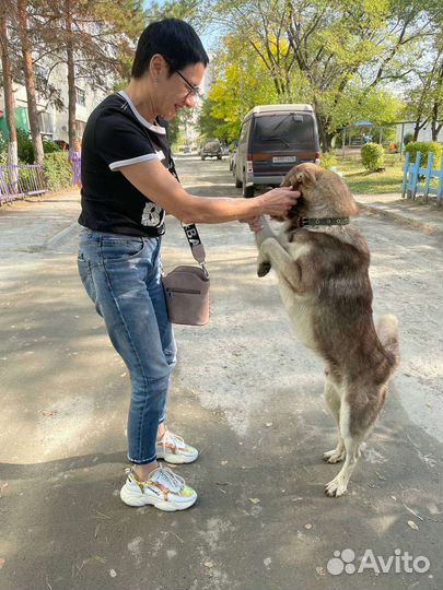 Собака ищет дом