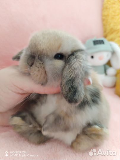 Малышы минилопы