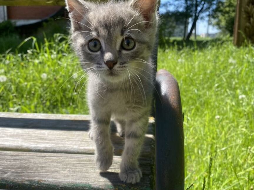 Мылыш котик в самые добрые руки