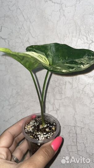 Сингониум imperial white