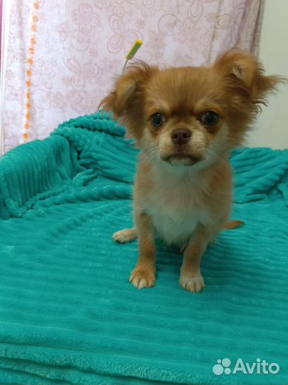 Щенок чихуахуа