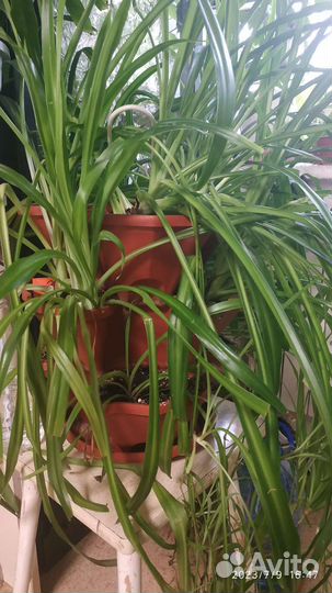 Самое полезное комнатное растение