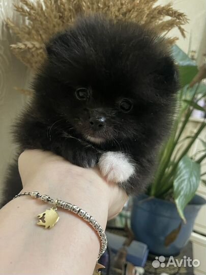 Померанский шпиц