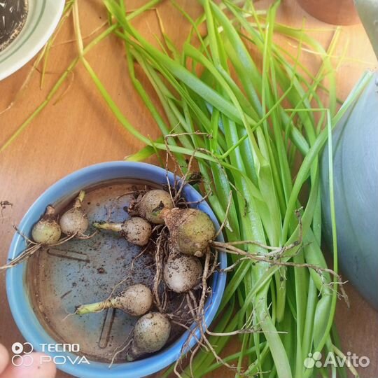 Индийский лук(Лечебный)