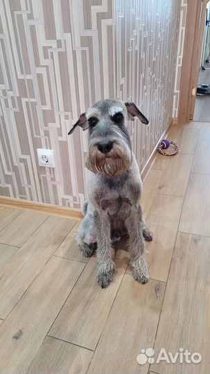 Миттельшнауцер