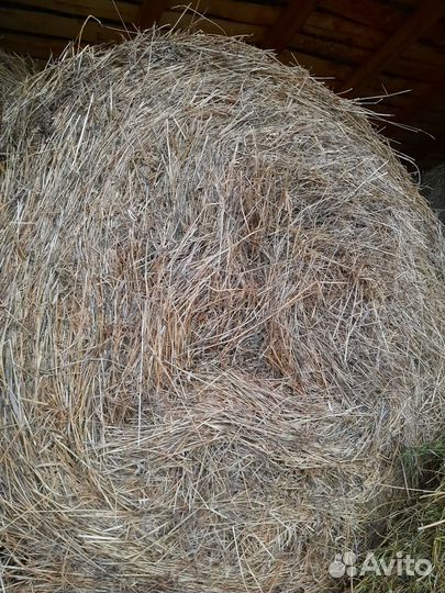 Продам сено люцерна