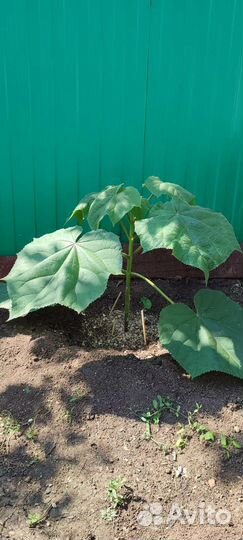 Павловния pao tong z07 цветущее дерево