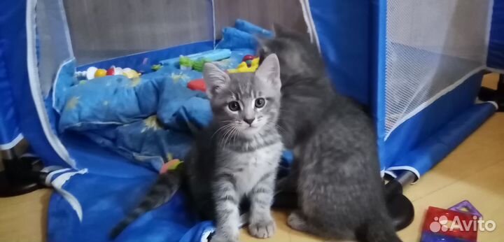 Котята мейн-кун метис за так