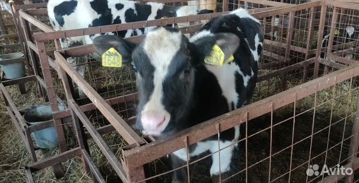 Бычки Тёлки