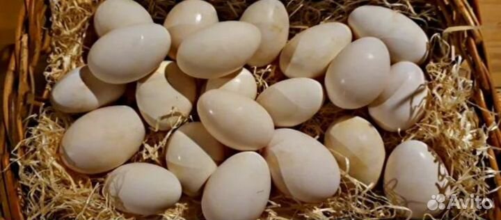 Гусиные яйца