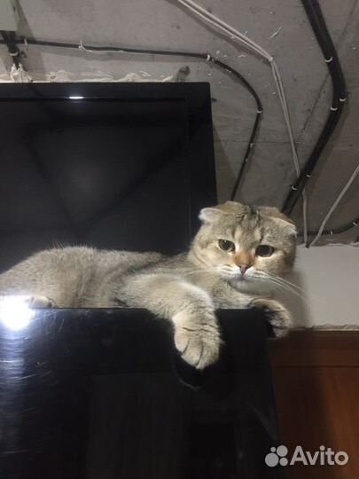 Шотландские котята/тикированные