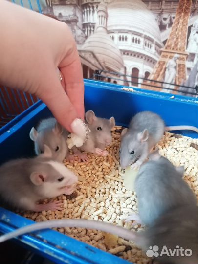 Крысята дамбо